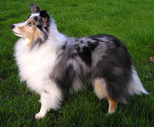 Hütehund (Bildquelle: wikipedia.org)